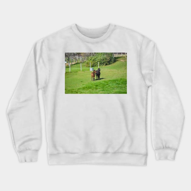 A pair of Ponies, Shetlands of Flamborough Crewneck Sweatshirt by srosu